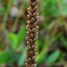 Fotografia 10 da espécie Plantago major do Jardim Botânico UTAD