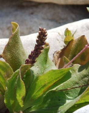 Fotografia 11 da espécie Plantago major no Jardim Botânico UTAD