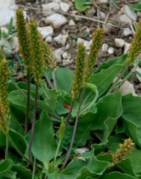 Fotografia 12 da espécie Plantago major no Jardim Botânico UTAD