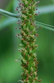 Fotografia da espécie Plantago major