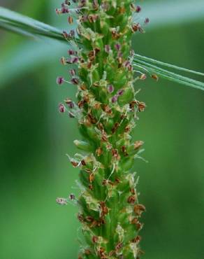 Fotografia 13 da espécie Plantago major no Jardim Botânico UTAD