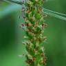 Fotografia 13 da espécie Plantago major do Jardim Botânico UTAD