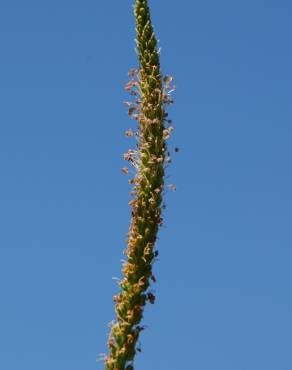 Fotografia 16 da espécie Plantago major no Jardim Botânico UTAD