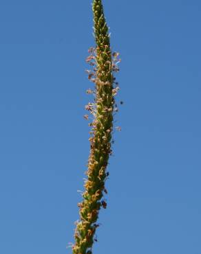 Fotografia 16 da espécie Plantago major no Jardim Botânico UTAD