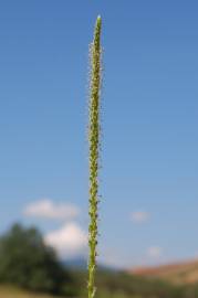 Fotografia da espécie Plantago major