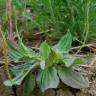 Fotografia 18 da espécie Plantago major do Jardim Botânico UTAD