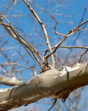 Fotografia 5 da espécie Platanus x acerifolia no Jardim Botânico UTAD