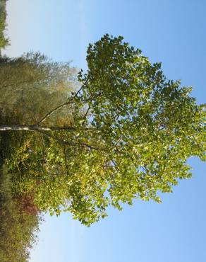 Fotografia 7 da espécie Platanus x acerifolia no Jardim Botânico UTAD