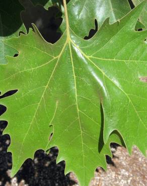 Fotografia 8 da espécie Platanus x acerifolia no Jardim Botânico UTAD