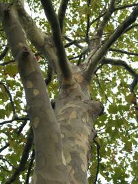 Fotografia da espécie Platanus x acerifolia