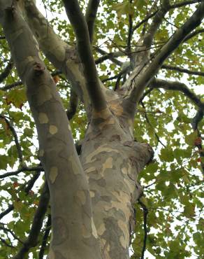 Fotografia 1 da espécie Platanus x acerifolia no Jardim Botânico UTAD