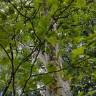 Fotografia 10 da espécie Platanus x acerifolia do Jardim Botânico UTAD