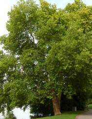 Platanus hispanica