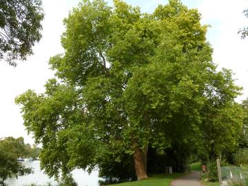 Fotografia da espécie Platanus hispanica