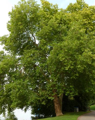 Fotografia de capa Platanus hispanica - do Jardim Botânico