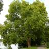 Fotografia 1 da espécie Platanus hispanica do Jardim Botânico UTAD