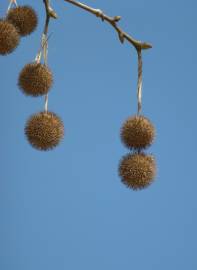 Fotografia da espécie Platanus hispanica