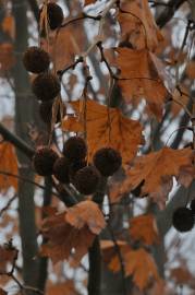 Fotografia da espécie Platanus hispanica