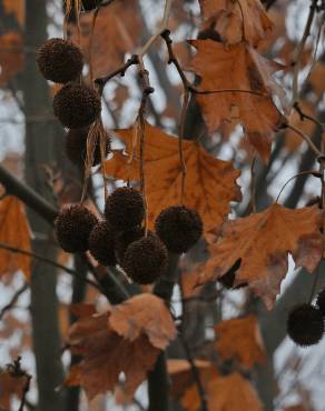 Fotografia 3 da espécie Platanus hispanica no Jardim Botânico UTAD