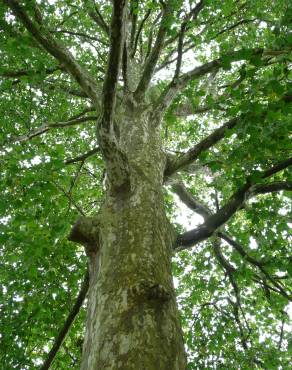 Fotografia 4 da espécie Platanus hispanica no Jardim Botânico UTAD