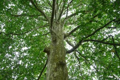 Fotografia da espécie Platanus hispanica