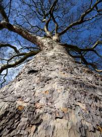 Fotografia da espécie Platanus hispanica