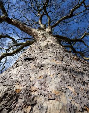 Fotografia 5 da espécie Platanus hispanica no Jardim Botânico UTAD