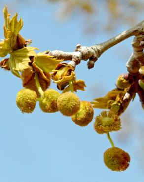 Fotografia 7 da espécie Platanus hispanica no Jardim Botânico UTAD