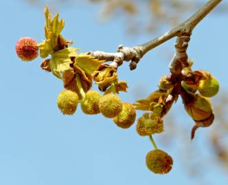 Fotografia da espécie Platanus hispanica