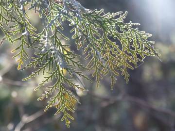 Fotografia da espécie Platycladus orientalis