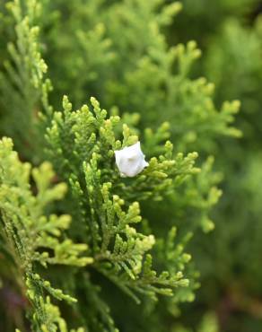 Fotografia 7 da espécie Platycladus orientalis no Jardim Botânico UTAD