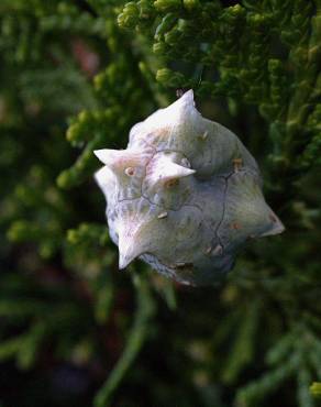 Fotografia 9 da espécie Platycladus orientalis no Jardim Botânico UTAD