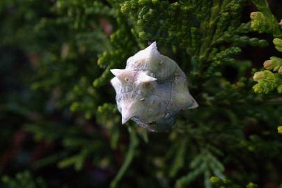 Fotografia da espécie Platycladus orientalis