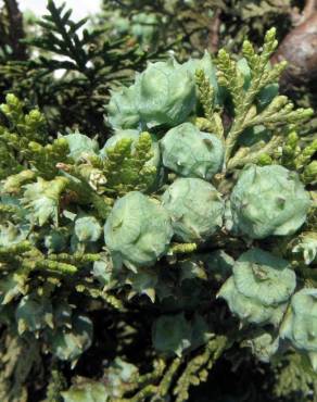 Fotografia 10 da espécie Platycladus orientalis no Jardim Botânico UTAD