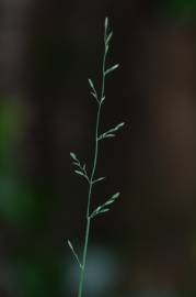 Fotografia da espécie Poa nemoralis