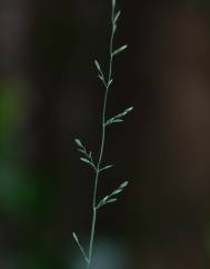 Poa nemoralis