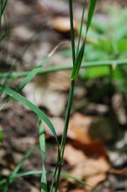 Fotografia da espécie Poa nemoralis