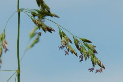 Fotografia da espécie Poa pratensis