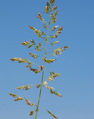 Fotografia de capa Poa pratensis - do Jardim Botânico