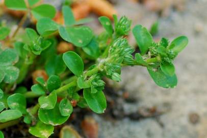 Fotografia da espécie Polycarpon tetraphyllum subesp. tetraphyllum