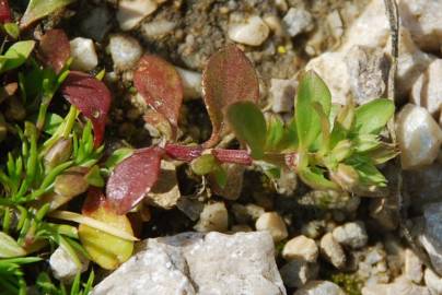 Fotografia da espécie Polycarpon tetraphyllum subesp. tetraphyllum