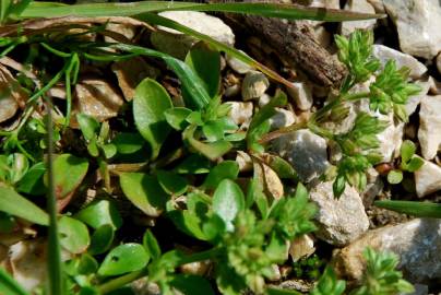 Fotografia da espécie Polycarpon tetraphyllum subesp. tetraphyllum