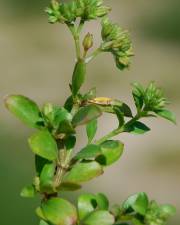 Fotografia da espécie Polycarpon tetraphyllum