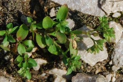 Fotografia da espécie Polycarpon tetraphyllum subesp. tetraphyllum