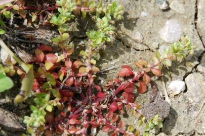 Fotografia da espécie Polycarpon tetraphyllum subesp. tetraphyllum