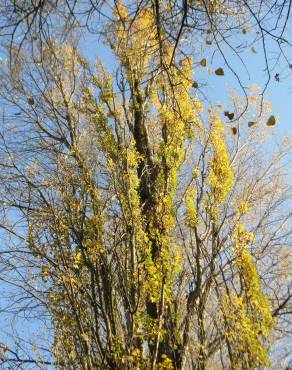 Fotografia 4 da espécie Populus x canadensis no Jardim Botânico UTAD