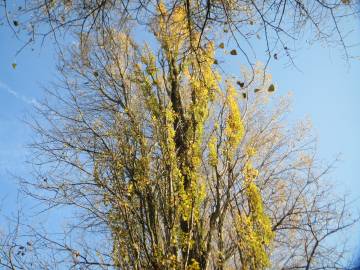 Fotografia da espécie Populus x canadensis