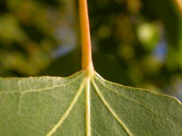 Fotografia da espécie Populus x canadensis