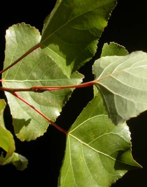 Fotografia 7 da espécie Populus x canadensis no Jardim Botânico UTAD