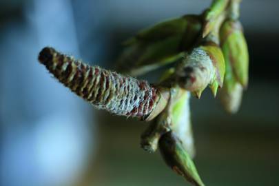 Fotografia da espécie Populus x canadensis